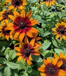 Rudbeckia hirta 'Rudy Sunset'